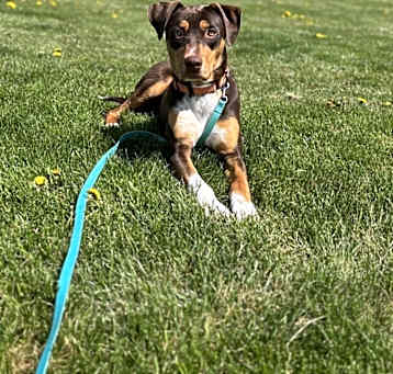 Photo of Chip