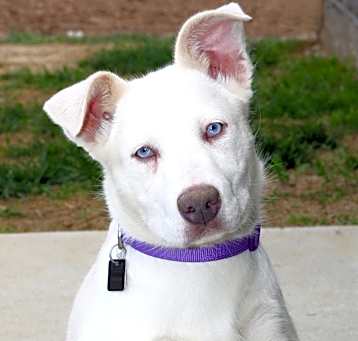 Photo of Blue