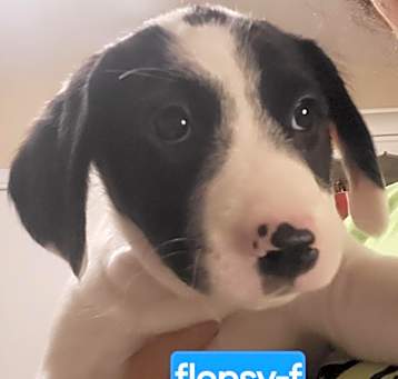 Photo of Flopsy