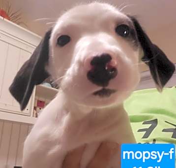 Photo of Mopsy