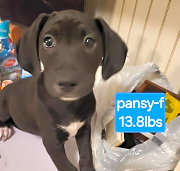 Photo of Pansy