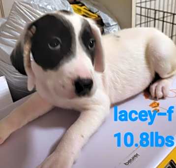 Photo of Lacey