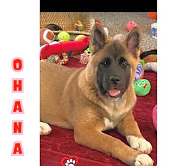 Photo of Ohana
