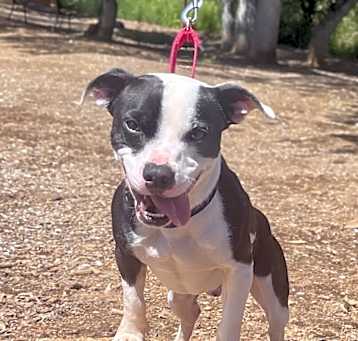 Photo of Bandit