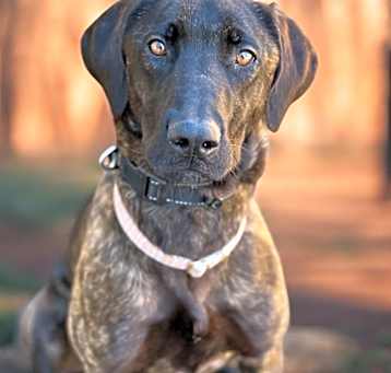 Photo of Brandy