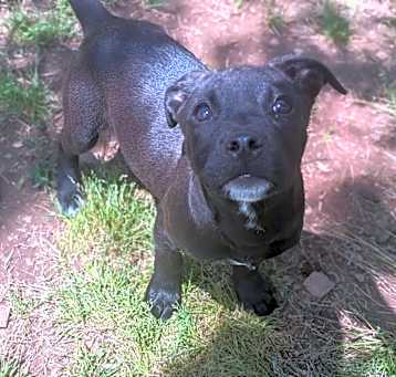 Photo of Piglet