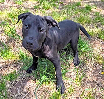 Photo of Wilbur