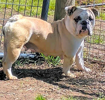 Photo of Petula