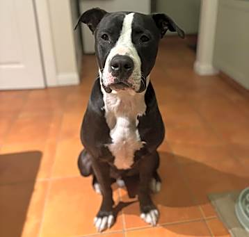 Photo of Tango