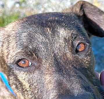 Photo of Cadbury