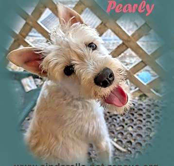 Photo of Pearly