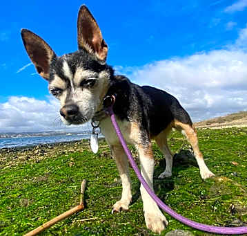 Photo of Golddigger