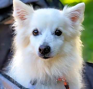 Photo of Igloo (Ducien)