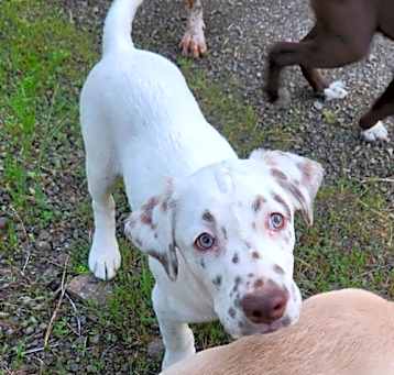 Photo of Comet