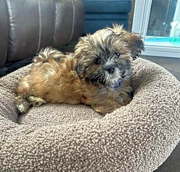 Photo of Benji 