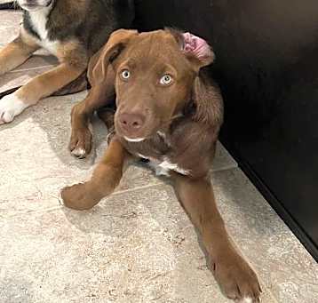Photo of Ripley