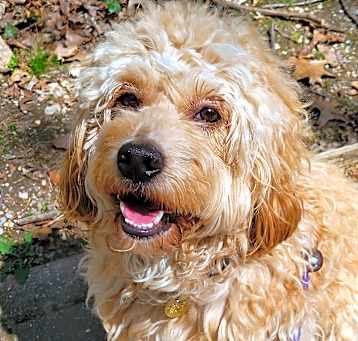 Photo of Graham Cracker