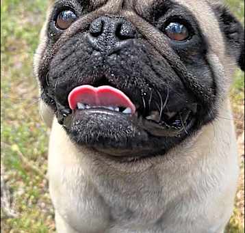 Photo of Oliver