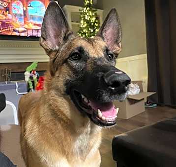 Photo of Indy