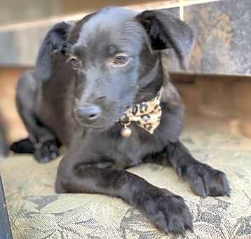 Photo of Smokey
