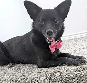 Photo of Darla