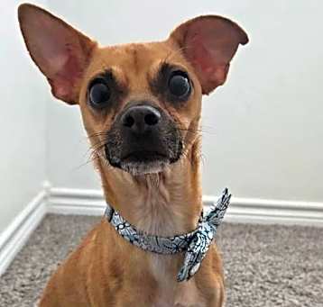 Photo of Sheldon