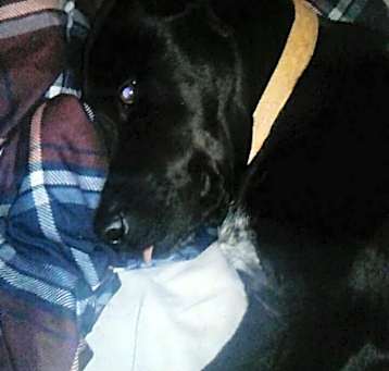 Photo of Blaze