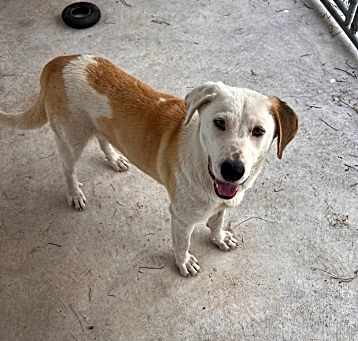 Photo of Colt 9708