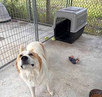 Photo of Rooster 9709