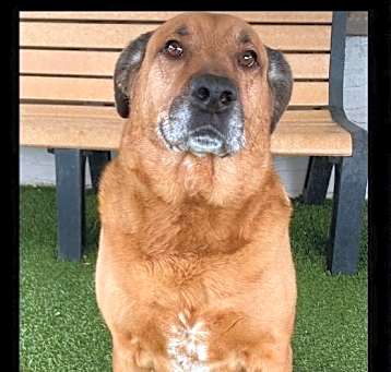 Photo of Ranger