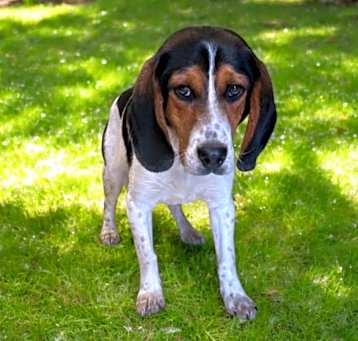 Photo of Ruger