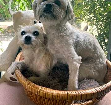 Photo of IzaBella (Bonded W/Moki)