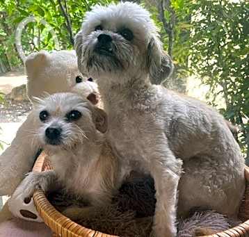 Photo of Moki (Bonded w/IzaBella)
