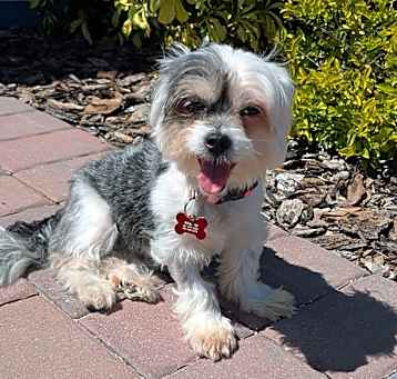 Photo of Pepper