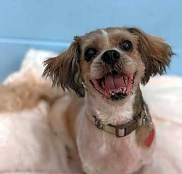 Photo of Stray aka Pico aka Debo