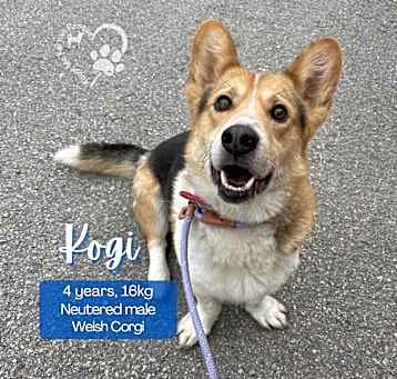 Photo of Kogi