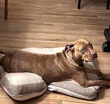 Photo of Peach