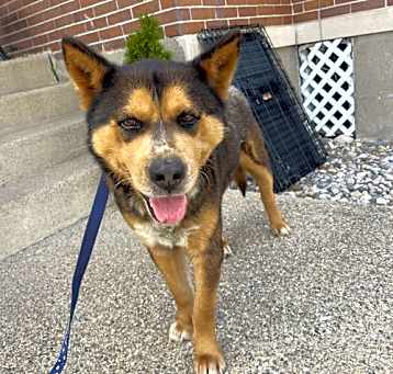 Photo of Bandit