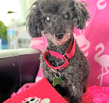 Photo of Briar