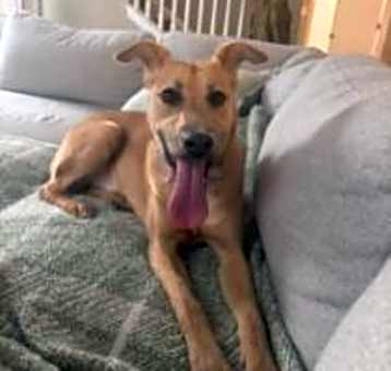 Photo of Piper