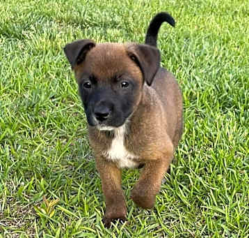 Photo of Comet