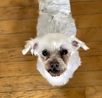Photo of Louie- KY