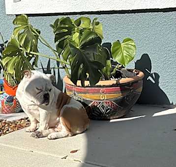 Photo of Lola