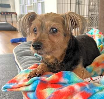 Photo of Gizmo