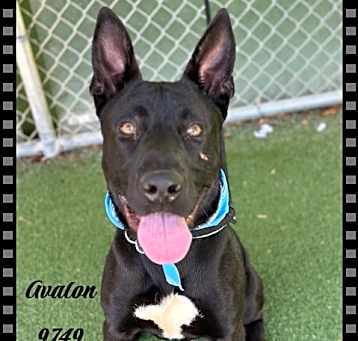Photo of AVALON see also AUBURN