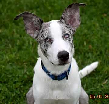 Photo of Wrangler (PA) FRIENDLY!
