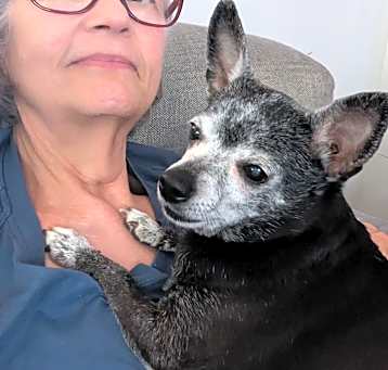 Photo of Annie (PA) LAP DOG!