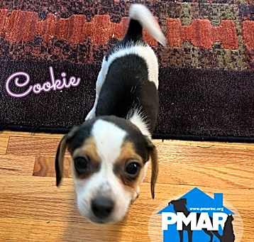 Photo of Cookie