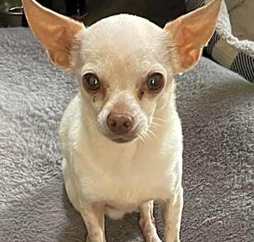 Photo of Chapo