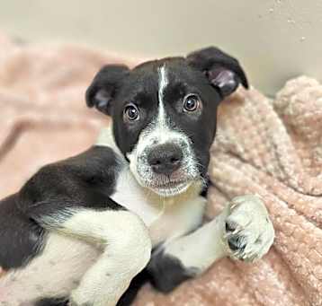 Photo of Toto